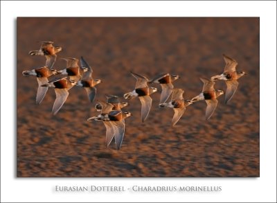 Eurasian Dotterel - Charadrius morinellus