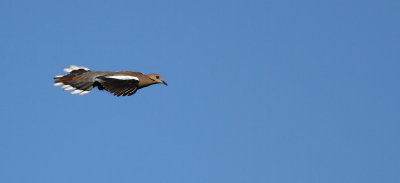 IMG_0346.12.2.jpg