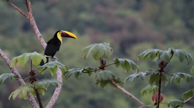 Oro Verde / Uvita - COSTA RICA