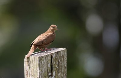 Caño Negro - COSTA RICA