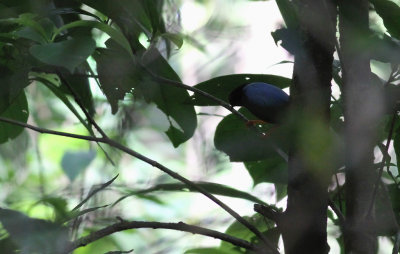 IMG_8078..24.2-Heliconias-Lodge....jpg
