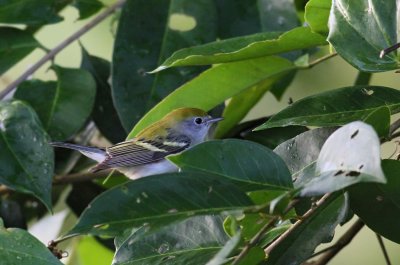 IMG_3833..22.2-Los-Chiles....jpg