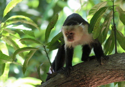 Palo Verde - COSTA RICA