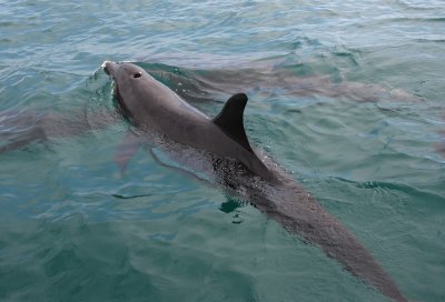 Common bottlenose dolphin - Tursiops truncatus