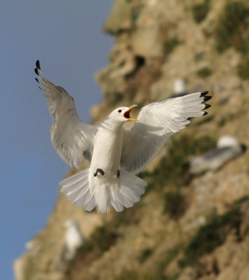 IMG_2508.15.Juli.2011.jpg
