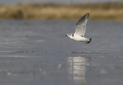 Little Gull