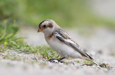 IMG_4466.17.september.2011.jpg