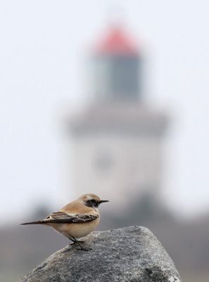 DANISH BIRDS 2011