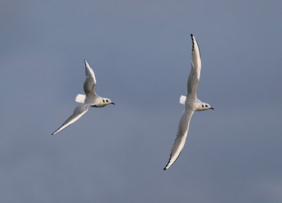 IMG_3130.11.nov.2011.jpg