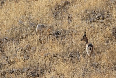 Mountain gazelle (Gazella gazella)