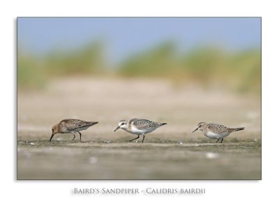 Baird's Sandpiper - Calidris bairdii