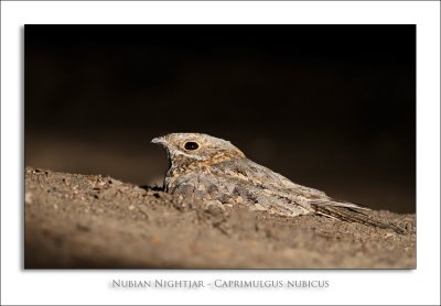 Nubian Nightjar - Caprimulgus nubicus