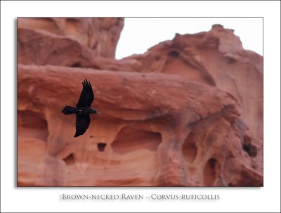 Brown-necked Raven - Corvus ruficollis