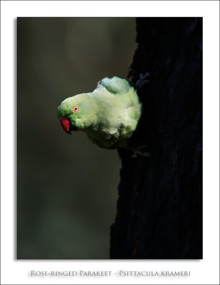 Rose-ringed Parakeet - Psittacula krameri