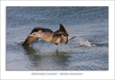 Northern Gannet - Morus bassanus