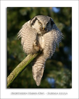 Northern Hawk-Owl - Surnia ulula