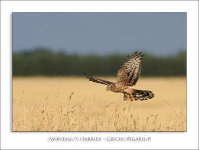 Montagus Harrier - Circus pygargus