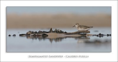 Semipalmated Sandpiper - Calidris pusilla