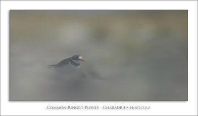 Common Ringed Plover - Charadrius hiaticula