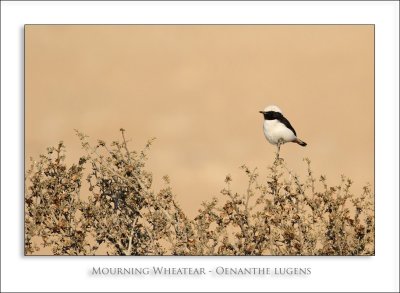 Mourning Wheatear - Oenanthe lugens