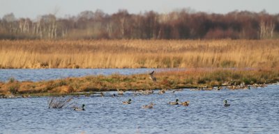 IMG_7215.jpg