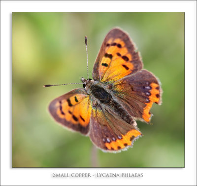 Small copper - Lycaena phlaeas