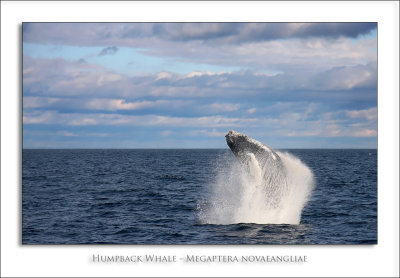 Humpback Whale - Megaptera novaeangliae