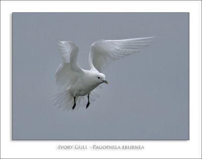Ivory Gull - Pagophila eburnea