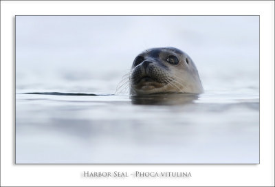 Harbor Seal - Phoca vitulina