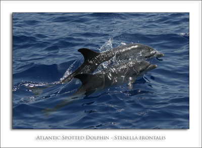 Atlantic Spotted Dolphin - Stenella frontalis
