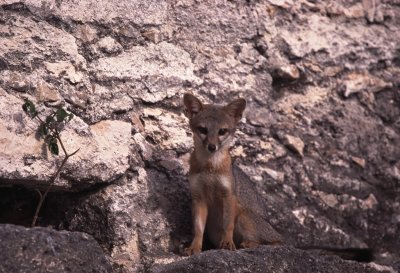 Gray Fox - Urocyon cinereoargenteus - ssp.guatemalae