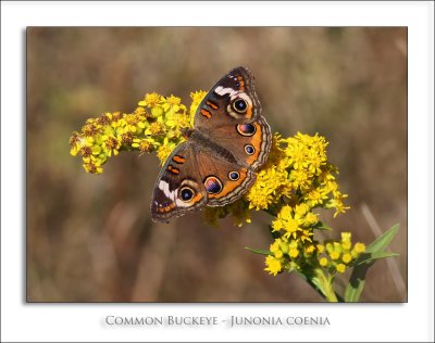 Common Buckeye - Junonia coenia