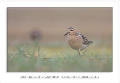 Buff-breasted Sandpiper - Tryngites subruficollis
