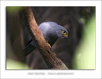 Grey Kestrel - Falco ardosiaceus