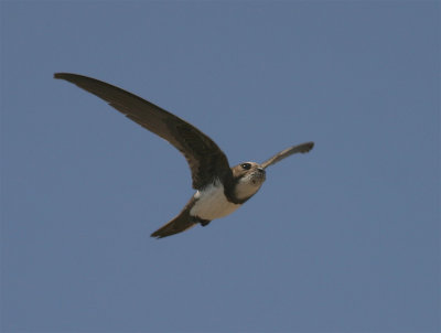 Alpine Swift - Apus melba