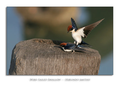 Wire-tailed Swallow - - Hirundo smithii