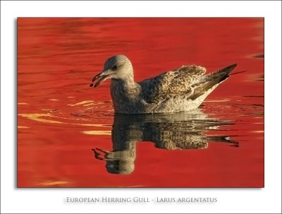 European Herring Gull - Larus argentatus