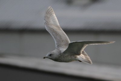 IMG_1181.jpg