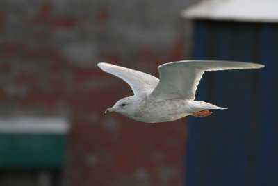 IMG_1185.jpg