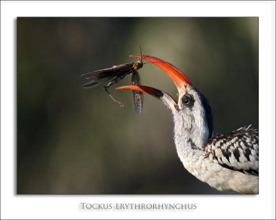 Northern Red-billed Hornbill - Tockus erythrorhynchus