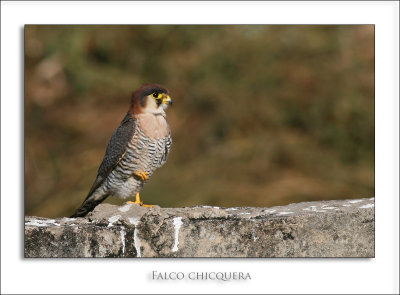 Red-necked Falcon (Falco chicquera) ssp. ruficollis