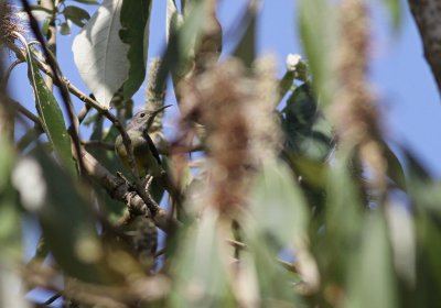 Fire-tailed Sunbird - Aethopyga ignicauda