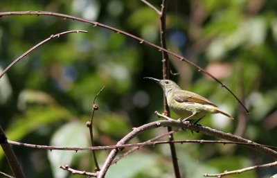 Green-tailed Sunbird - Aethopyga nipalensis