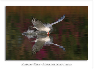 Caspian Tern - Hydroprogne caspia