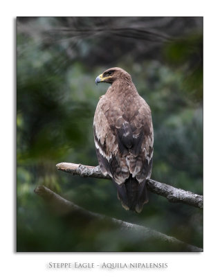 Steppe Eagle - Aquila nipalensis