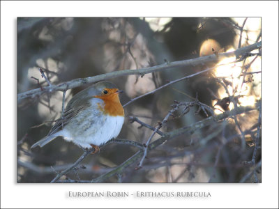 European Robin - Erithacus rubecula