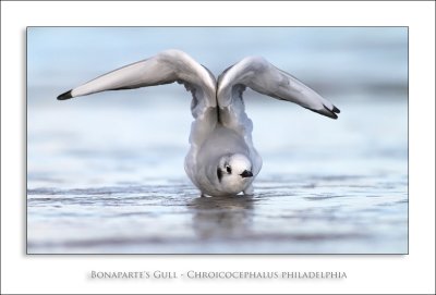 Bonapartes Gull - Chroicocephalus philadelphia.jpg