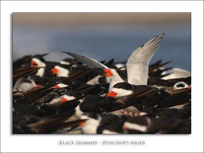 Black Skimmer - Rynchops niger