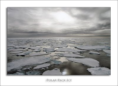 Polar Pack Ice