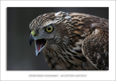 Northern Goshawk - Accipiter gentilis
